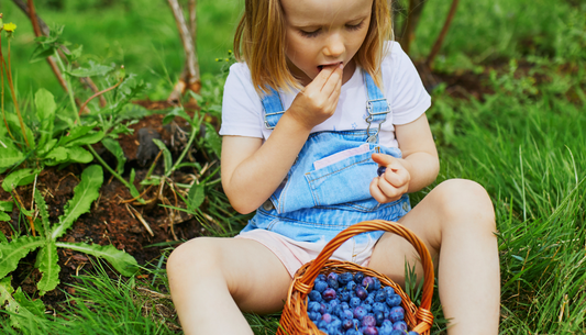 Why are BC Calypso blueberries so much sweeter than regular store-bought ones?
