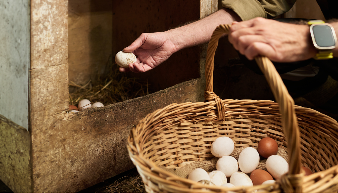 Why do farm fresh egg yolks look so bright and taste so much richer?