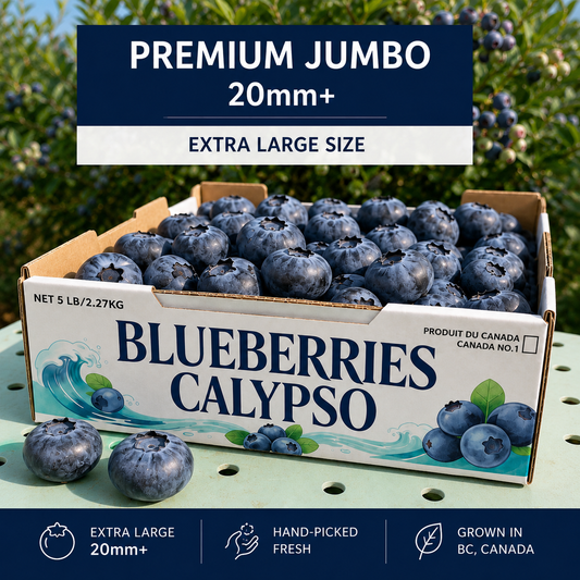 Jumbo Calypso blueberries 20mm+ in branded cardboard farm box with berries