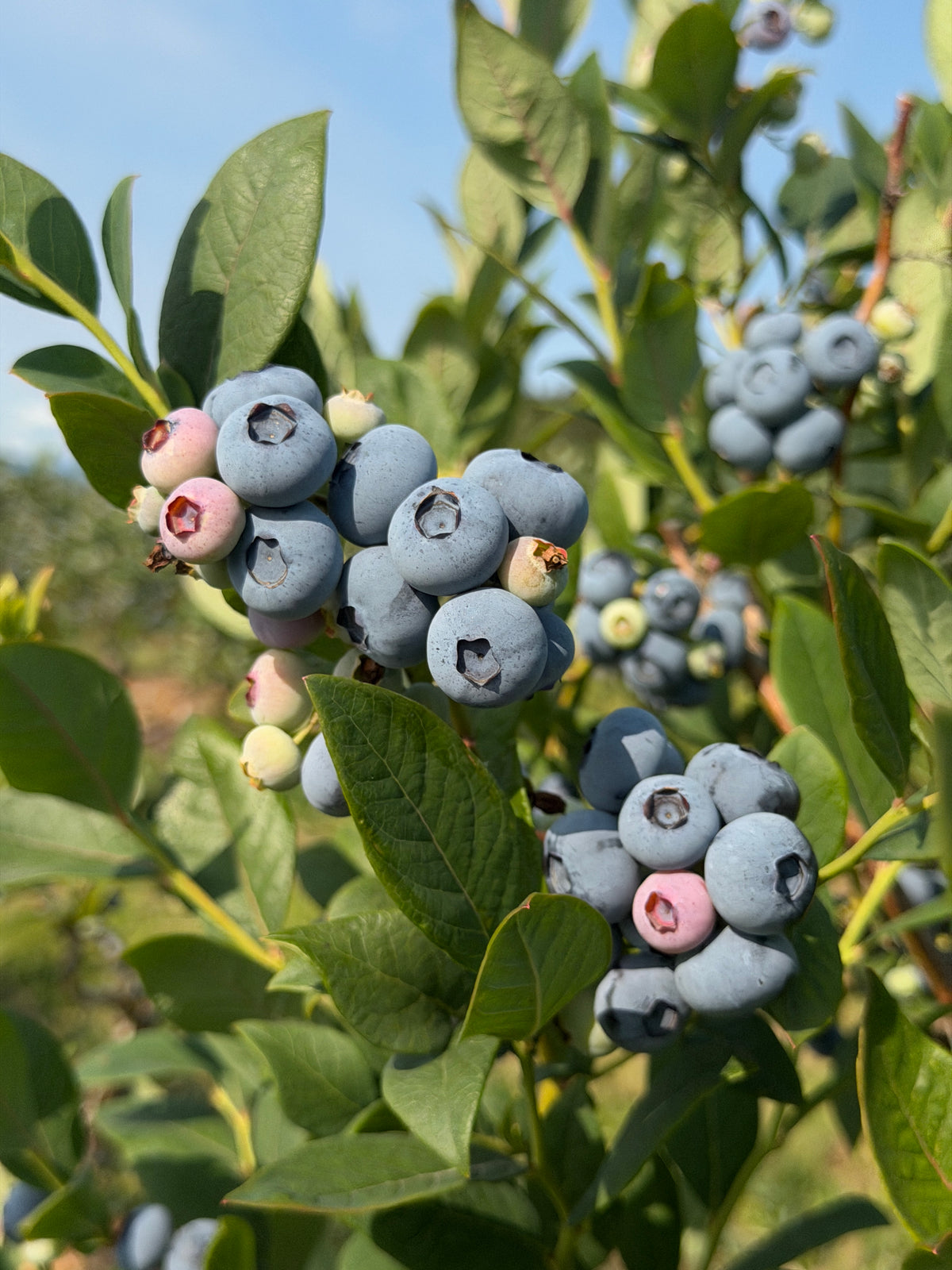Jumbo Calypso blueberries on leafy branch, blue berries with stems