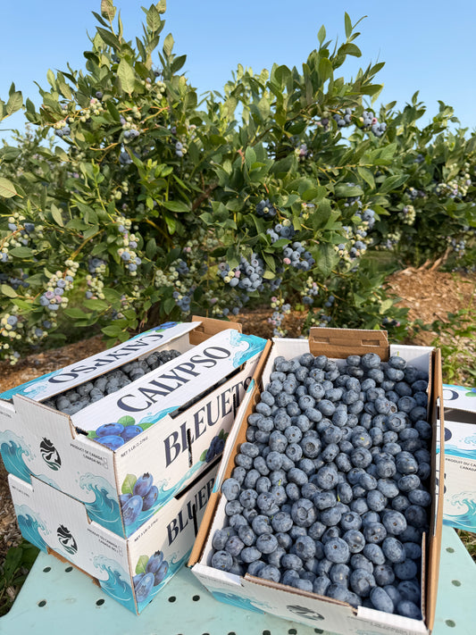 Crates of jumbo blueberries, blue fruit piled beside paper farm boxes