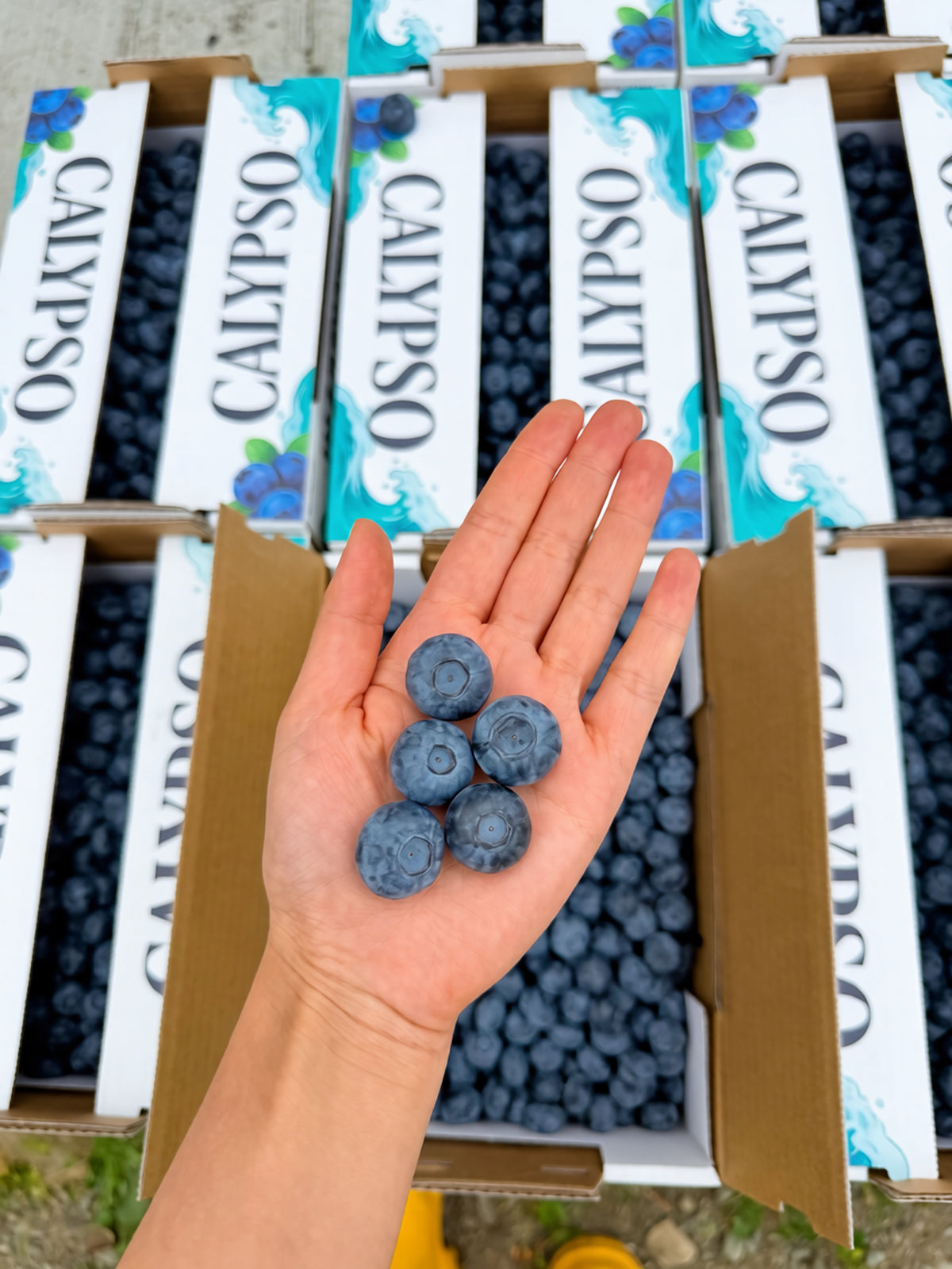 Hand holding jumbo blueberries above open cartons of blue fruit